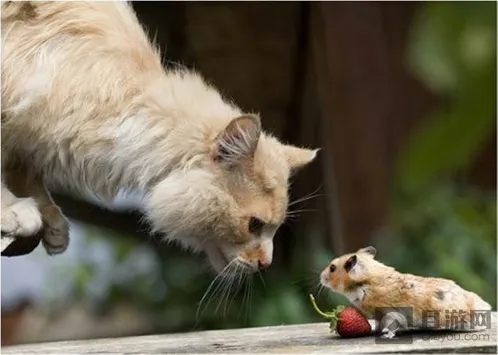 猫和老鼠官方