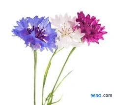 我的花园紫矢车菊养护指南