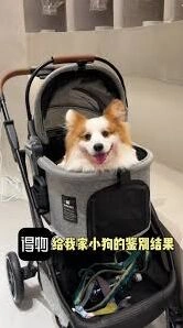 《得物》宠物鉴别使用方法