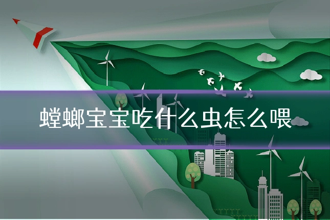 螳螂宝宝吃什么虫怎么喂
